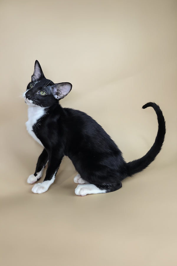 Daphne | Oriental Shorthair Kitten