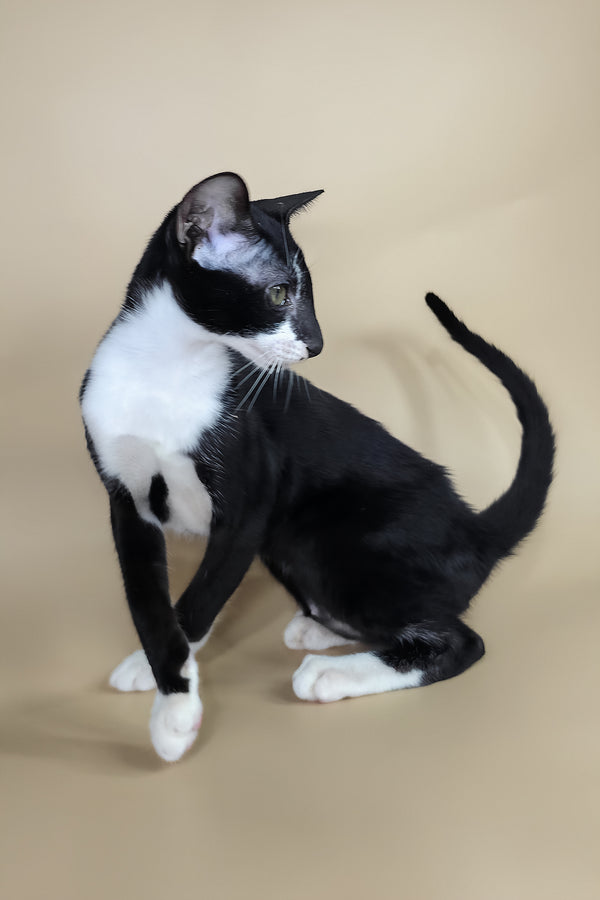 Daphne | Oriental Shorthair Kitten