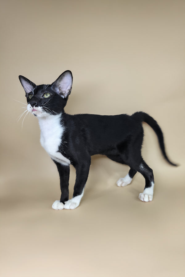 Daphne | Oriental Shorthair Kitten
