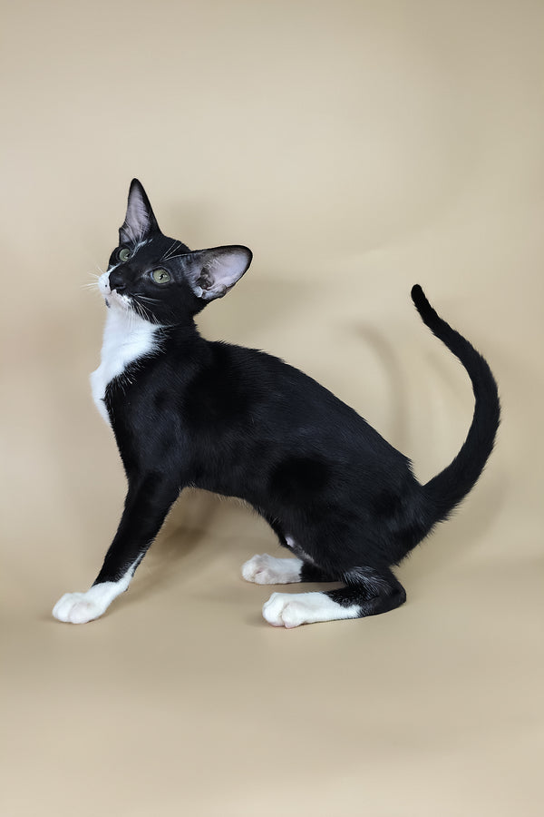 Daphne | Oriental Shorthair Kitten
