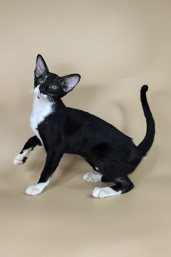 Daphne | Oriental Shorthair Kitten