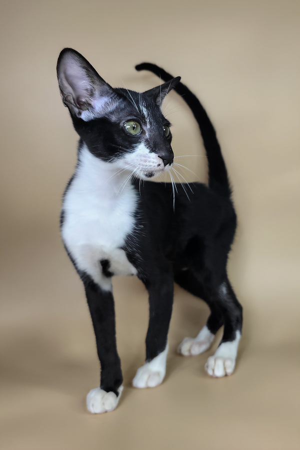 Daphne | Oriental Shorthair Kitten