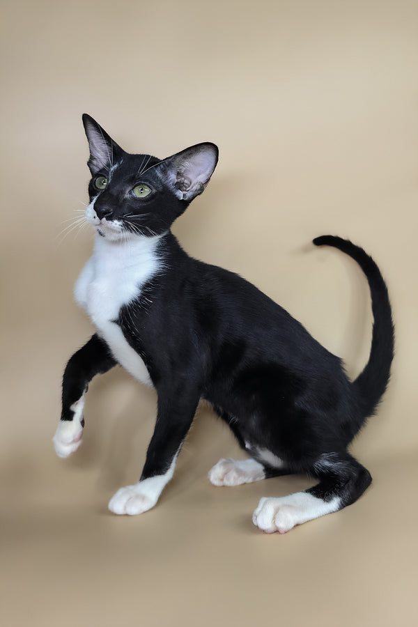 Daphne | Oriental Shorthair Kitten
