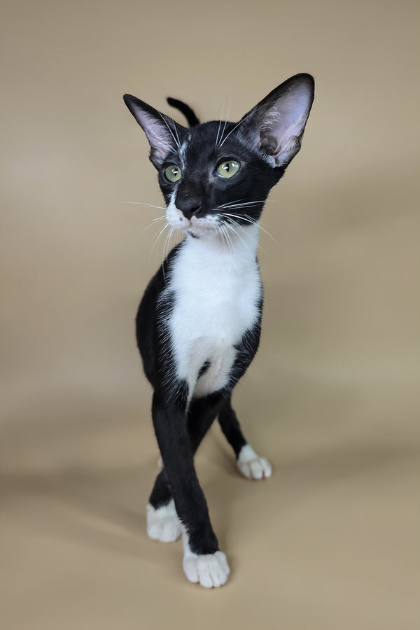 Daphne | Oriental Shorthair Kitten