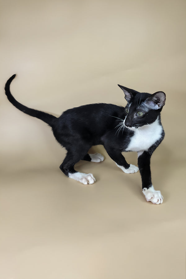 Daphne | Oriental Shorthair Kitten