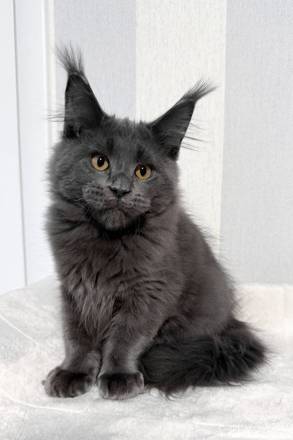 Dash | Maine Coon Kitten