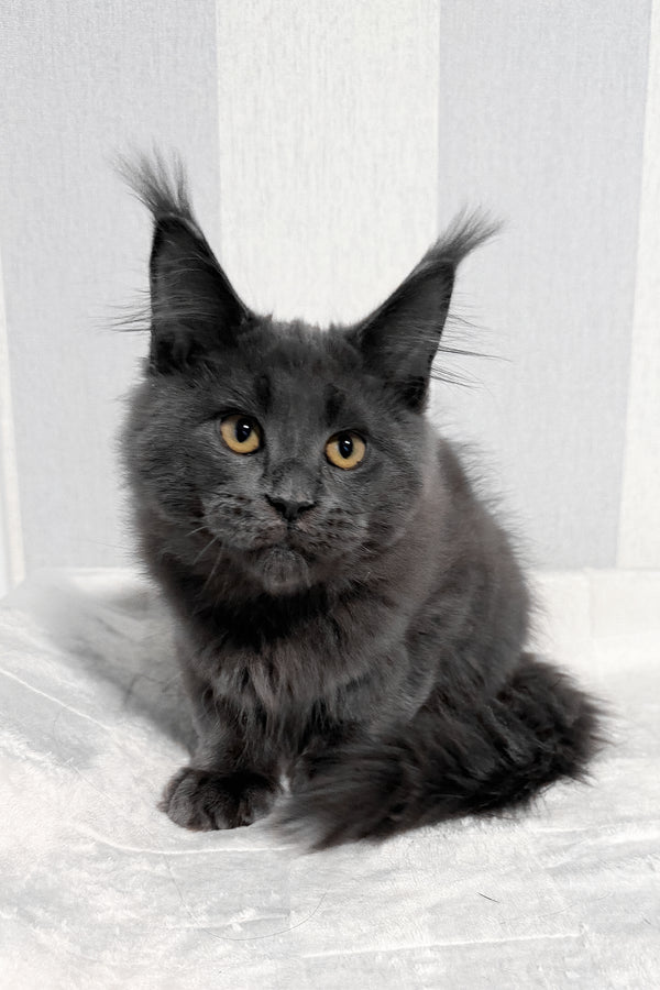 Dash | Maine Coon Kitten