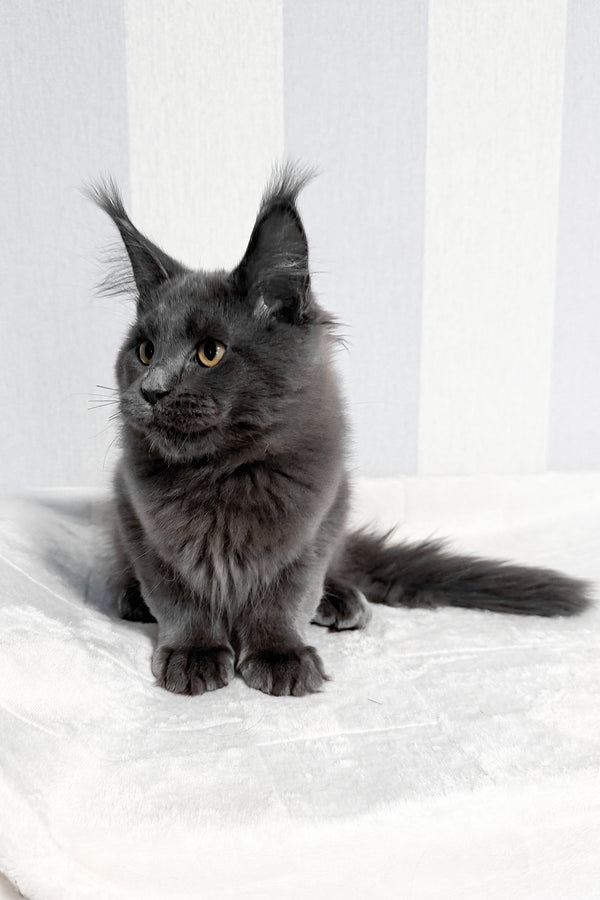 Dash | Maine Coon Kitten