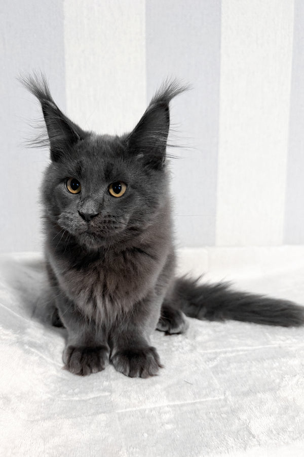 Dash | Maine Coon Kitten