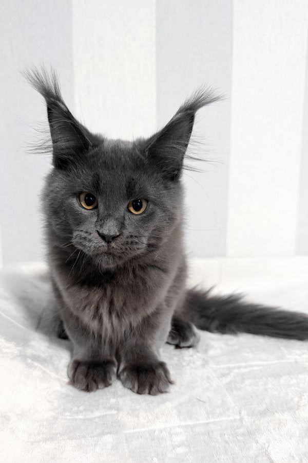 Dash | Maine Coon Kitten