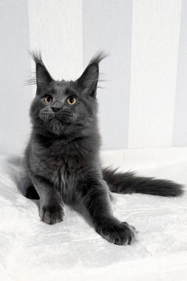 Dash | Maine Coon Kitten