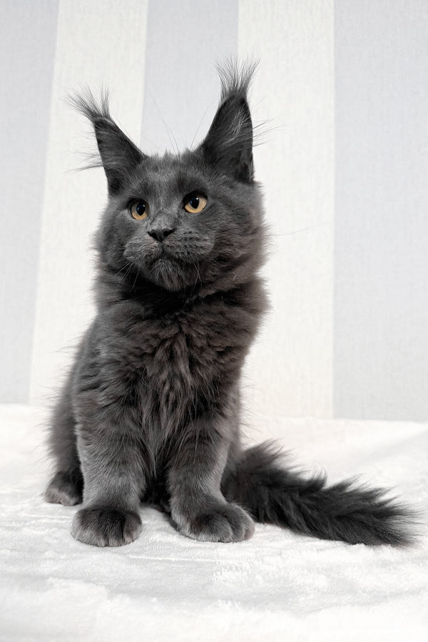 Dash | Maine Coon Kitten