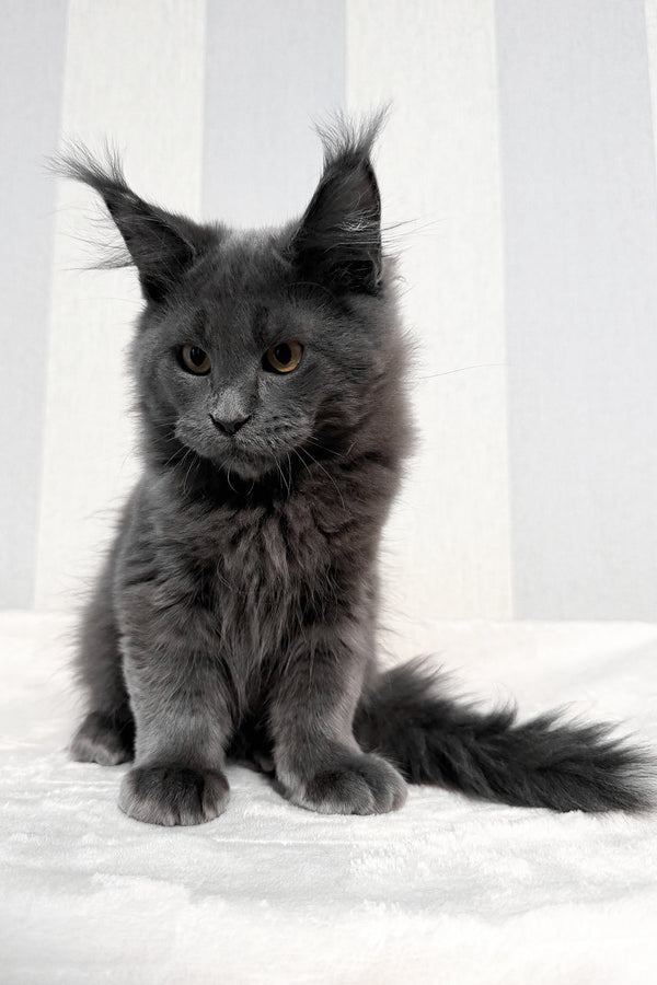 Dash | Maine Coon Kitten