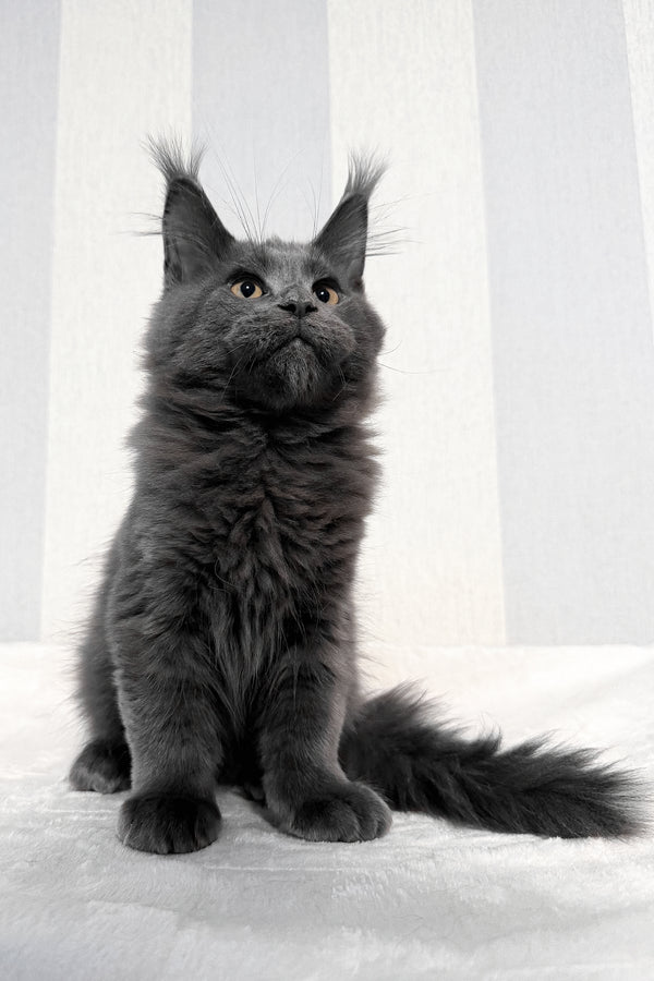 Dash | Maine Coon Kitten