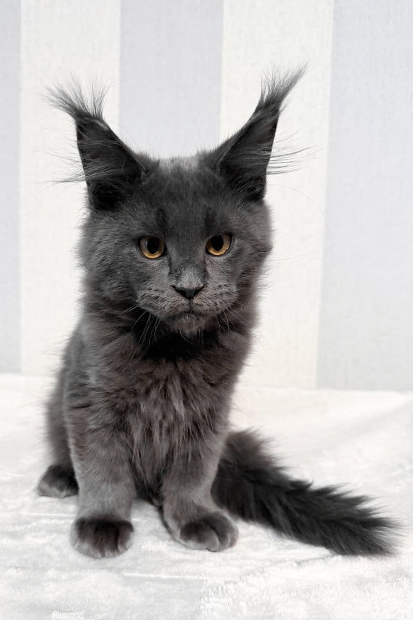 Dash | Maine Coon Kitten