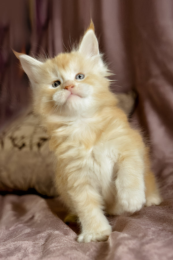 David | Maine Coon Kitten