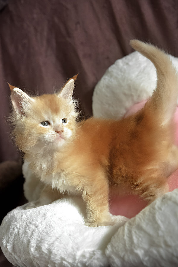 David | Maine Coon Kitten