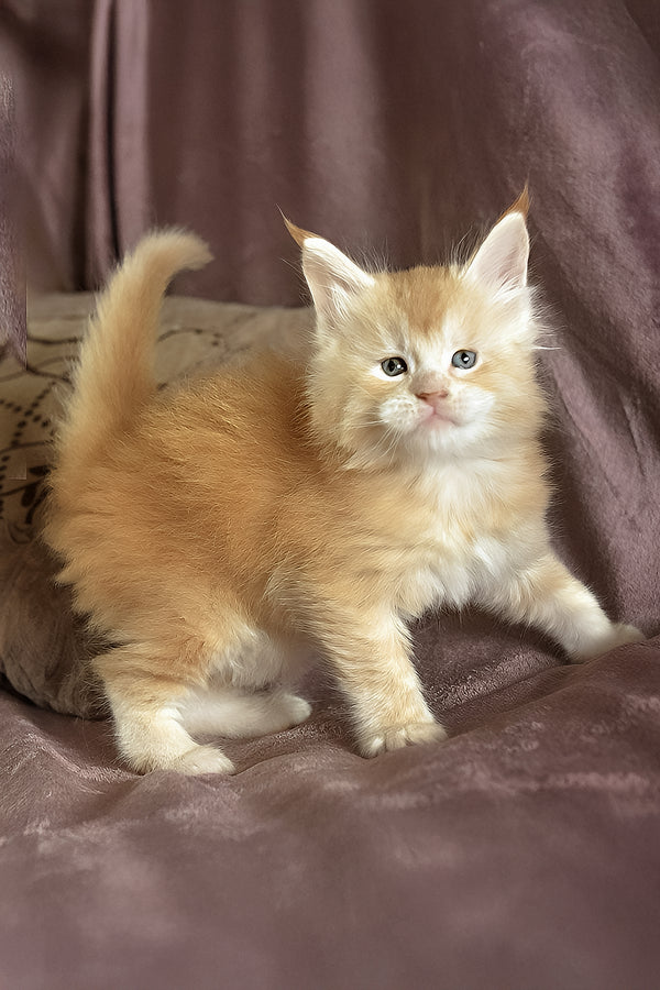 David | Maine Coon Kitten