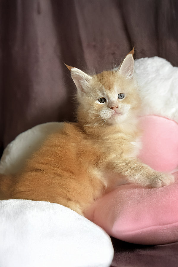 David | Maine Coon Kitten
