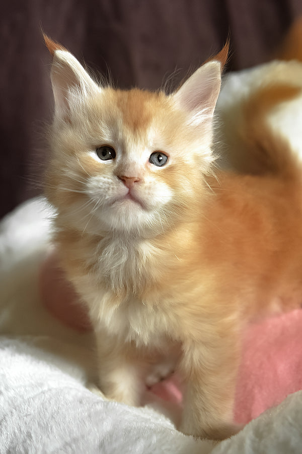 David | Maine Coon Kitten