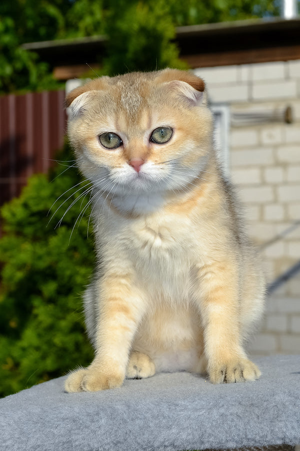 Dayana | Scottish Fold Kitten