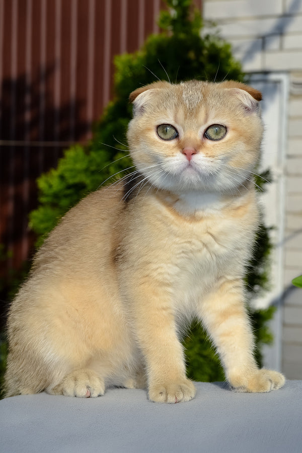 Dayana | Scottish Fold Kitten