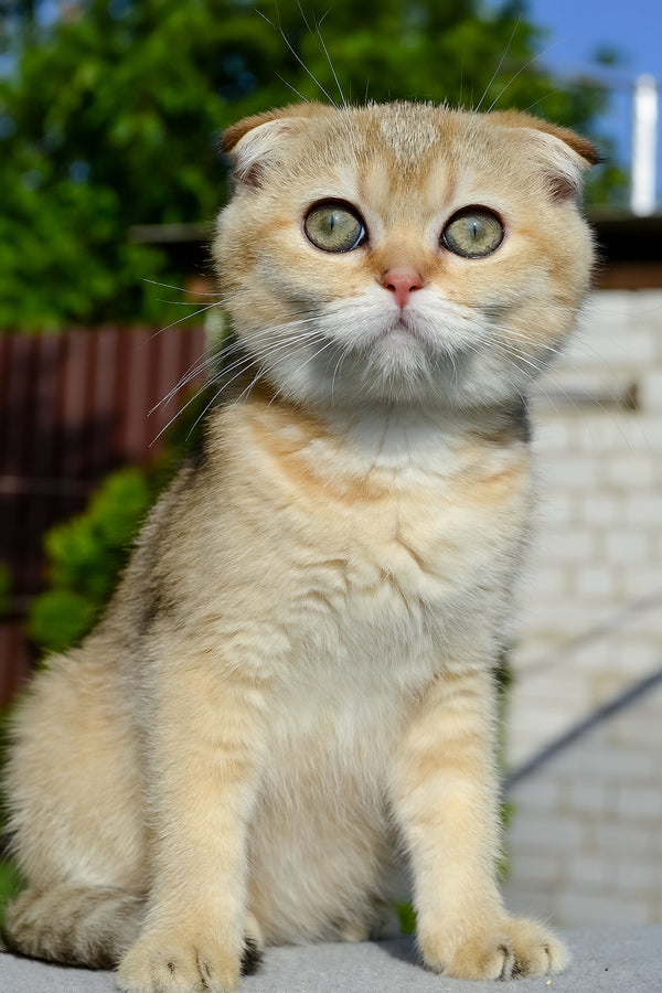 Dayana | Scottish Fold Kitten