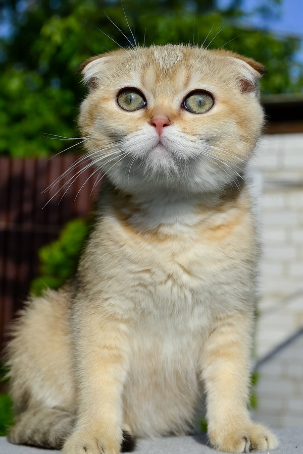 Dayana | Scottish Fold Kitten
