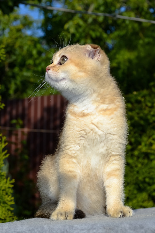 Dayana | Scottish Fold Kitten