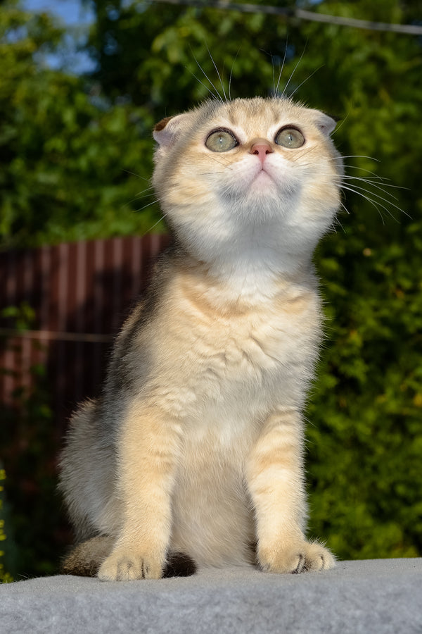 Dayana | Scottish Fold Kitten