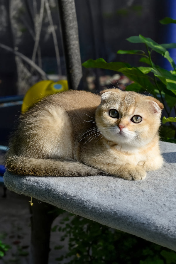 Dayana | Scottish Fold Kitten