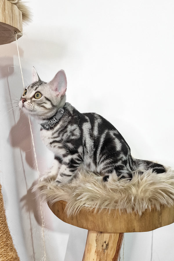 Deni | American Shorthair Kitten