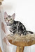 Deni | American Shorthair Kitten