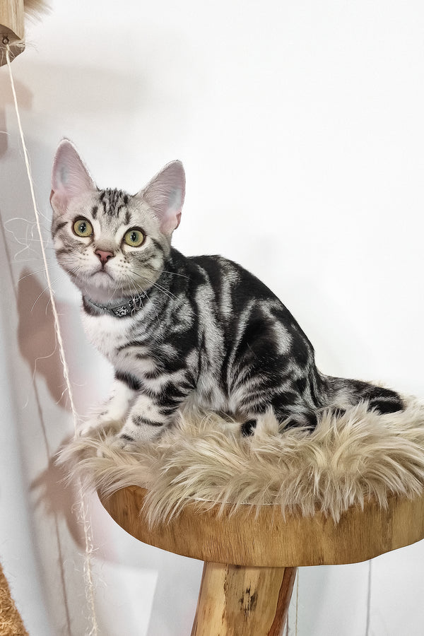 Deni | American Shorthair Kitten