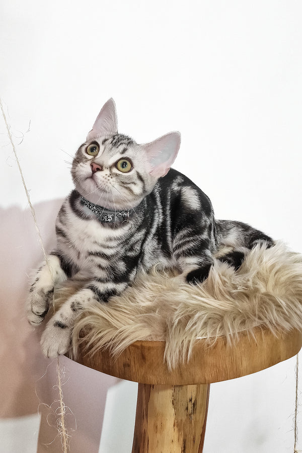 Deni | American Shorthair Kitten