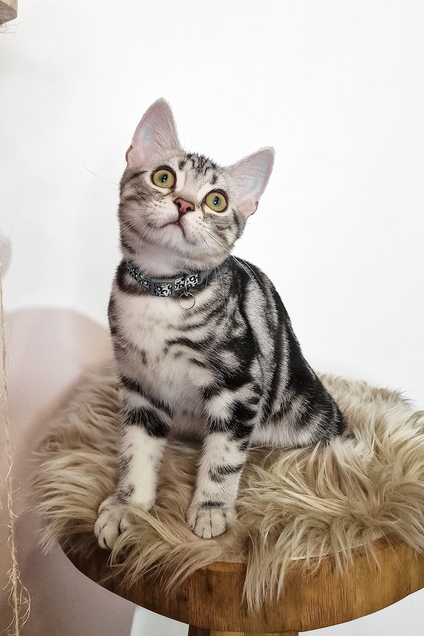 Deni | American Shorthair Kitten