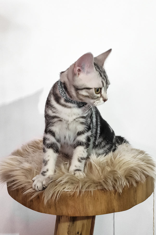 Deni | American Shorthair Kitten