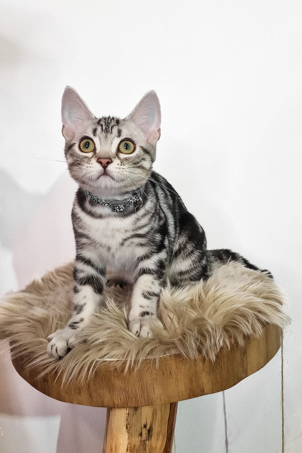 Deni | American Shorthair Kitten