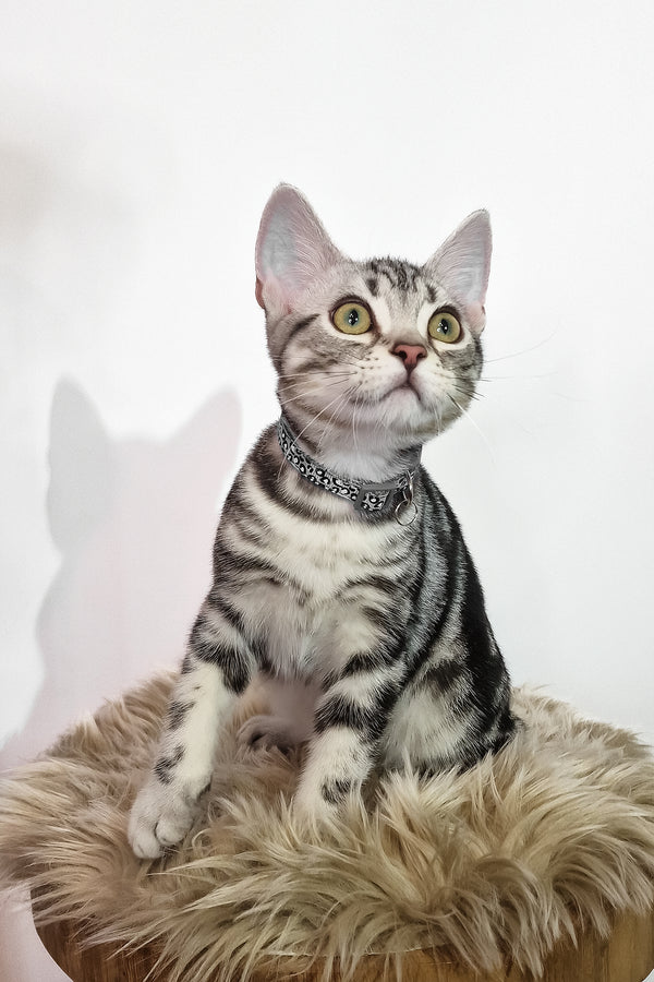 Deni | American Shorthair Kitten