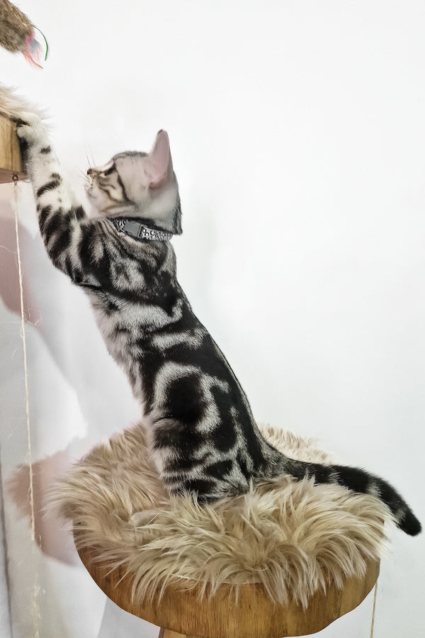 Deni | American Shorthair Kitten