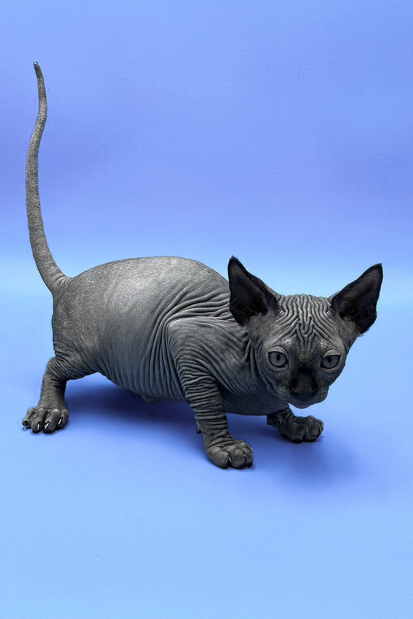 Denzel | Sphynx Kitten