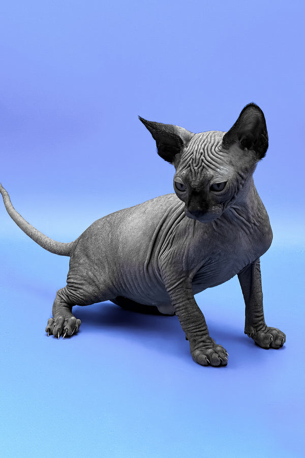 Denzel | Sphynx Kitten