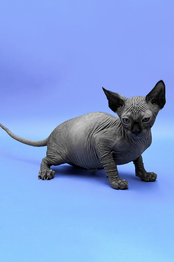 Denzel | Sphynx Kitten