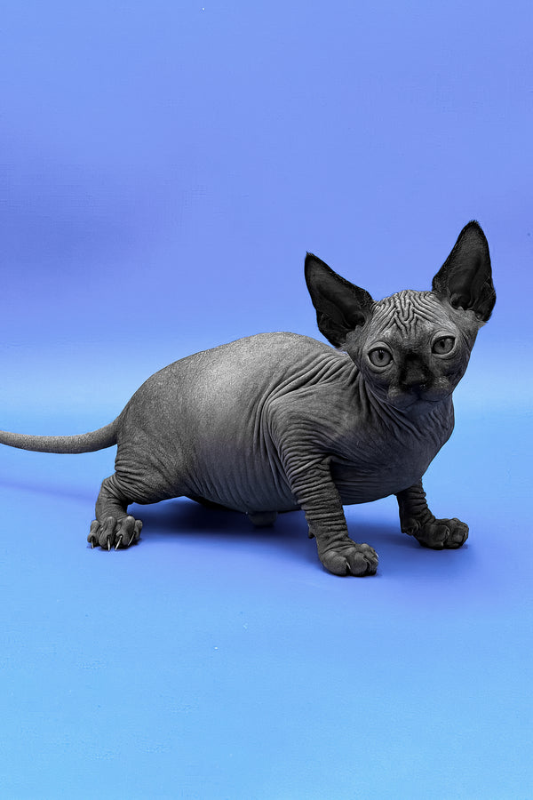 Denzel | Sphynx Kitten
