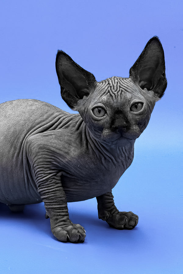 Denzel | Sphynx Kitten