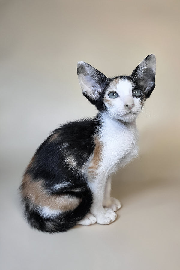 Dessert | Oriental Shorthair Kitten