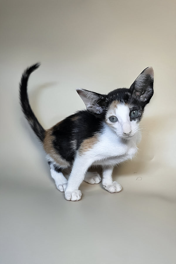 Dessert | Oriental Shorthair Kitten