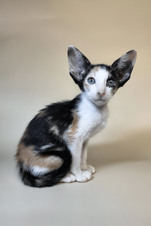 Dessert | Oriental Shorthair Kitten