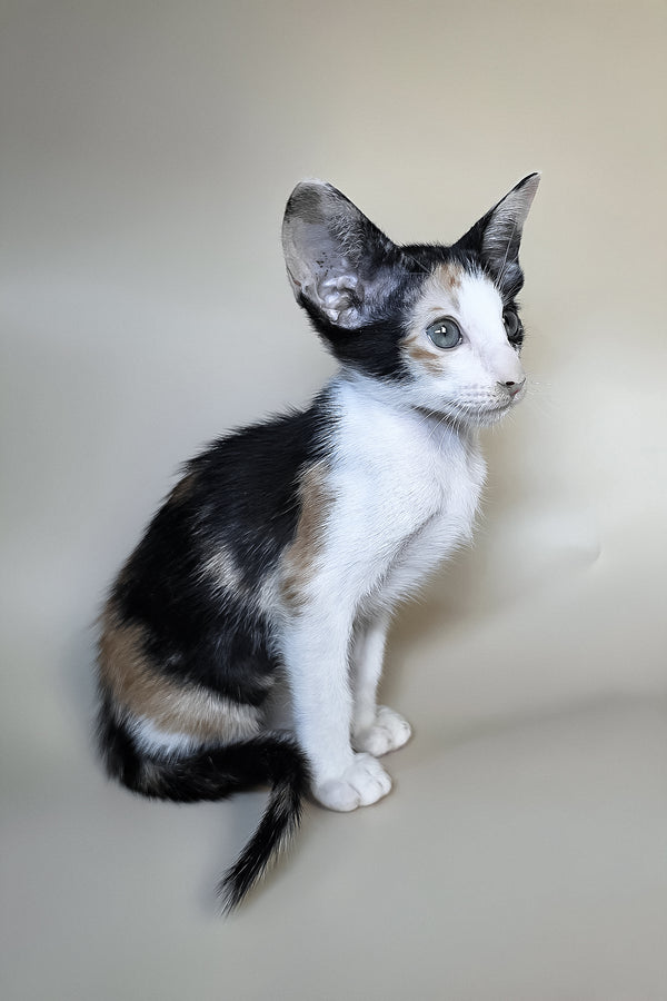 Dessert | Oriental Shorthair Kitten