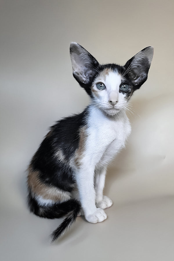 Dessert | Oriental Shorthair Kitten